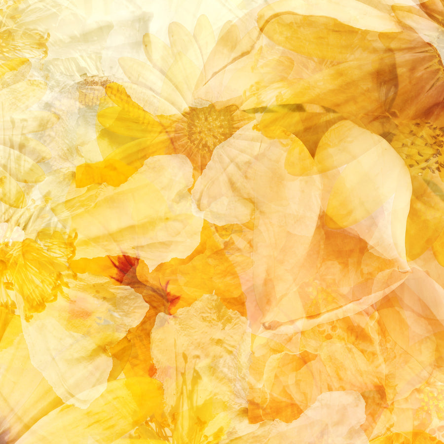 Daisy Garden Greeting Card Detail | Paper and Flower Art