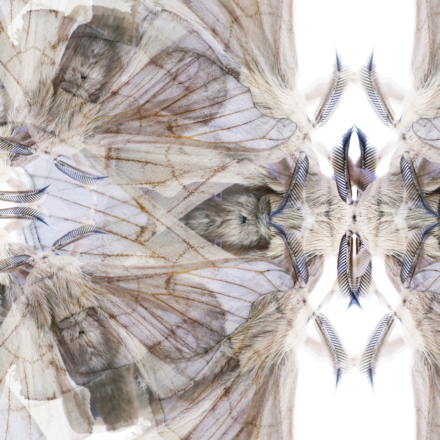 Blue Moth Pattern | Paper and Flower | Floral Art Print
