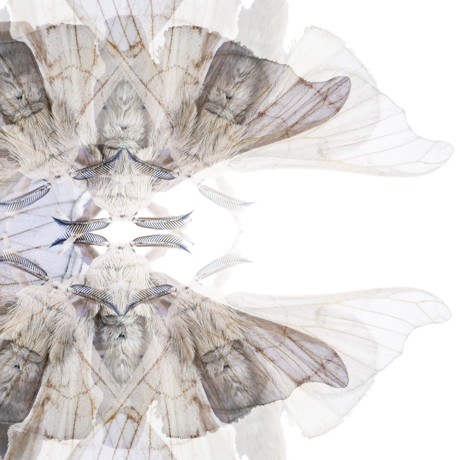 Blue Moth Pattern | Paper and Flower | Floral Art Print