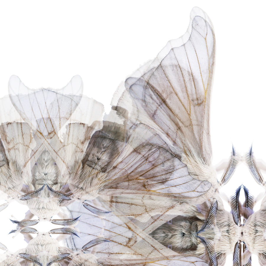 Blue Moth Pattern | Paper and Flower | Floral Art Print