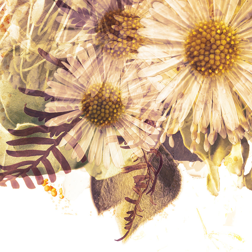 Caramel Native Flower Fine Art Print