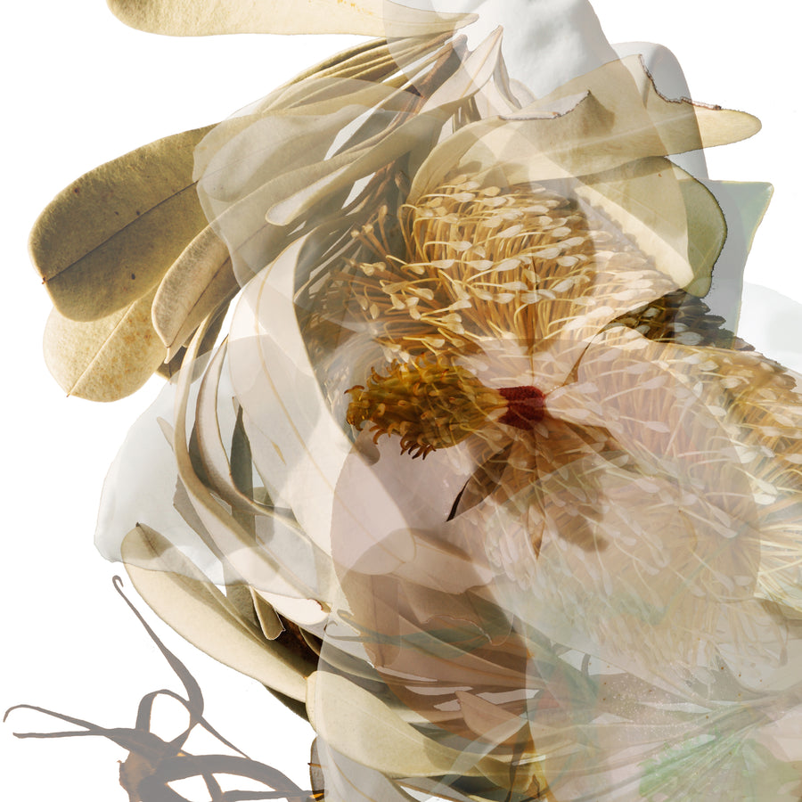 Chocolate Brown Moth | Paper and Flower | Floral Art