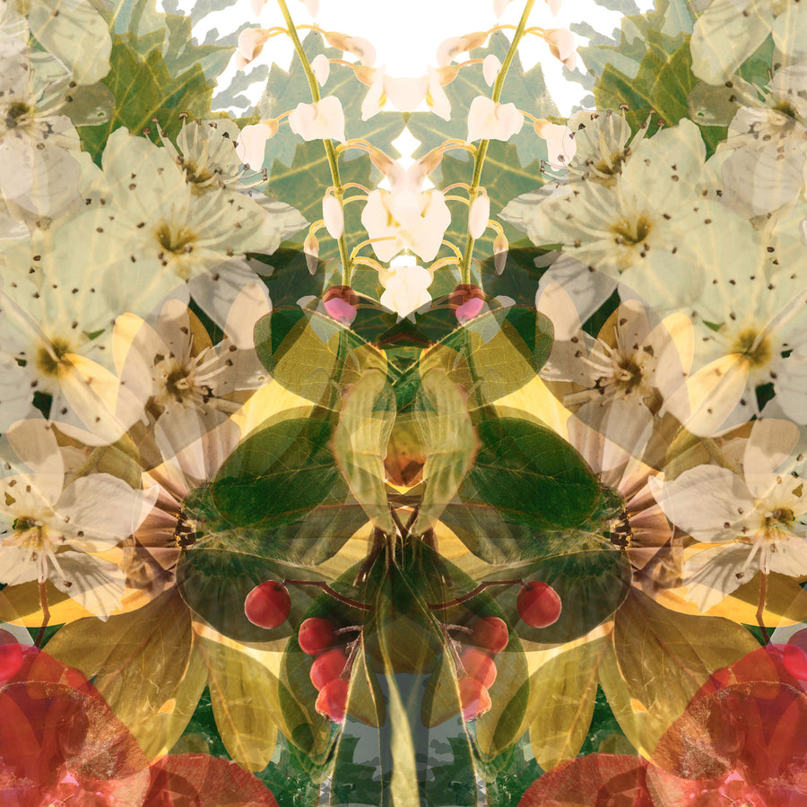 Garden Floral Butterfly Fine Art Print