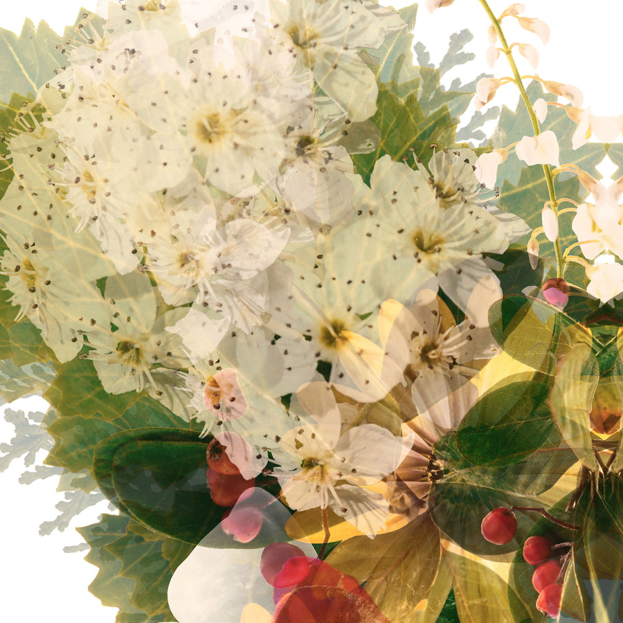 Garden Floral Butterfly Fine Art Print