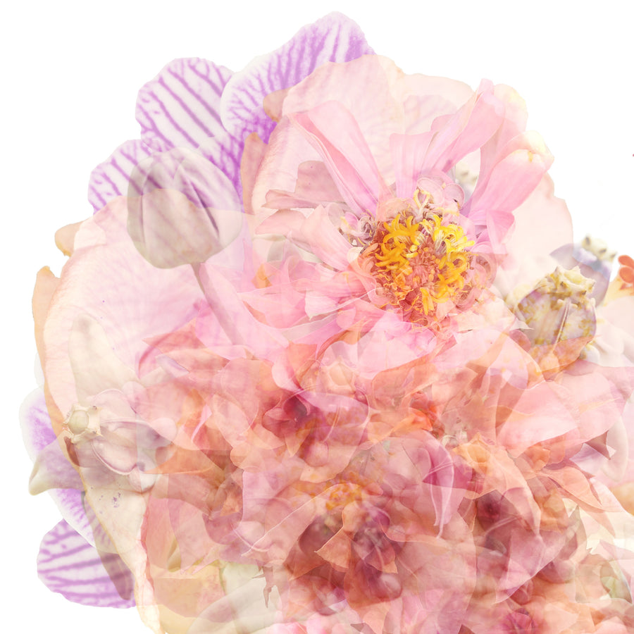 Pink Butterfly | Paper and Flower | Floral Art Print