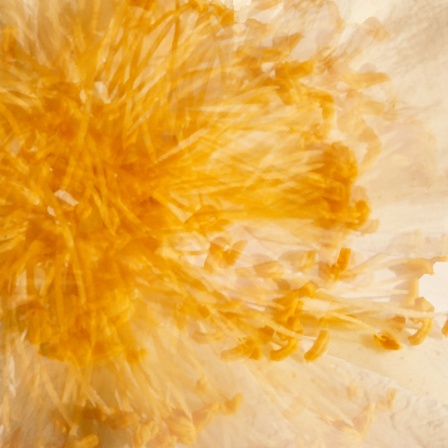 Egg Flower Heart | Paper and Flower | Floral Art Print