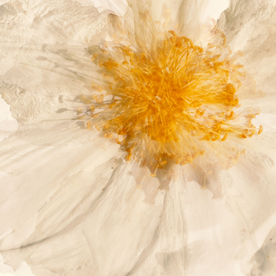Egg Flower Heart | Paper and Flower | Floral Art Print