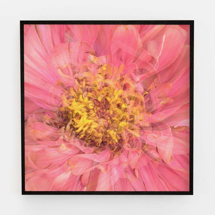 Pink Daisy Heart | Paper and Flower | Floral Art Print