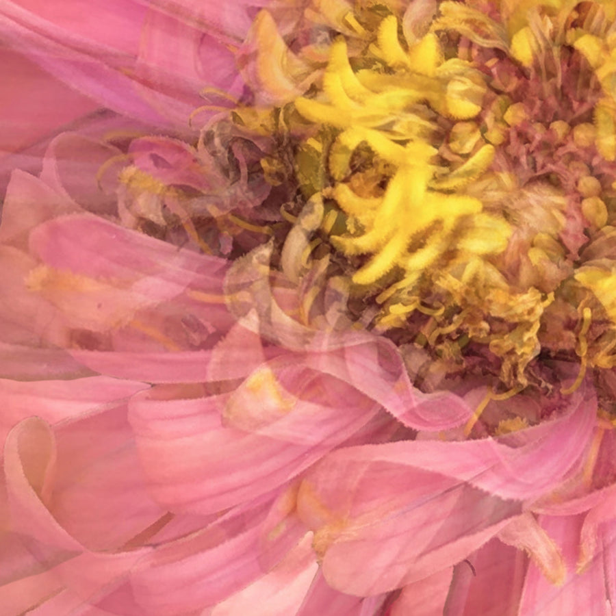Pink Daisy Heart | Paper and Flower | Floral Art Print