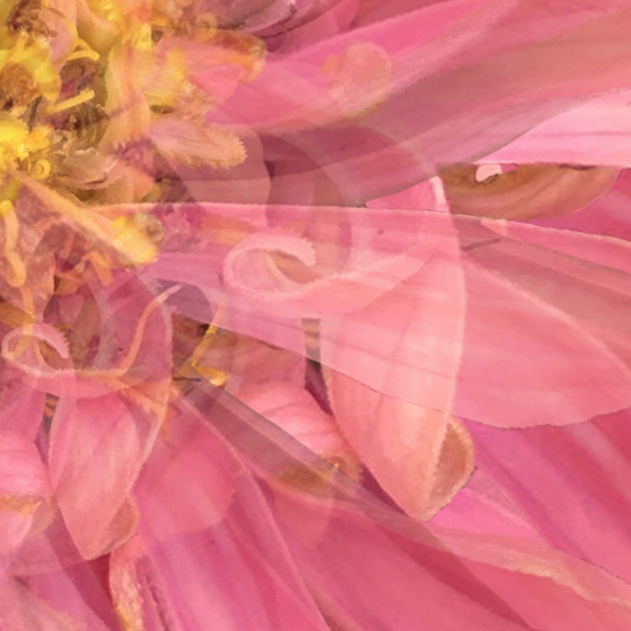 Pink Daisy Heart | Paper and Flower | Floral Art Print