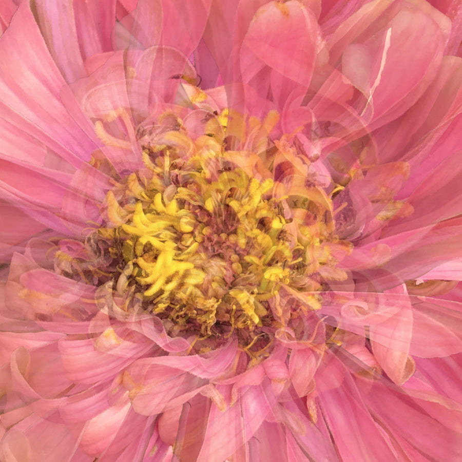 Pink Daisy Heart | Paper and Flower | Floral Art Print