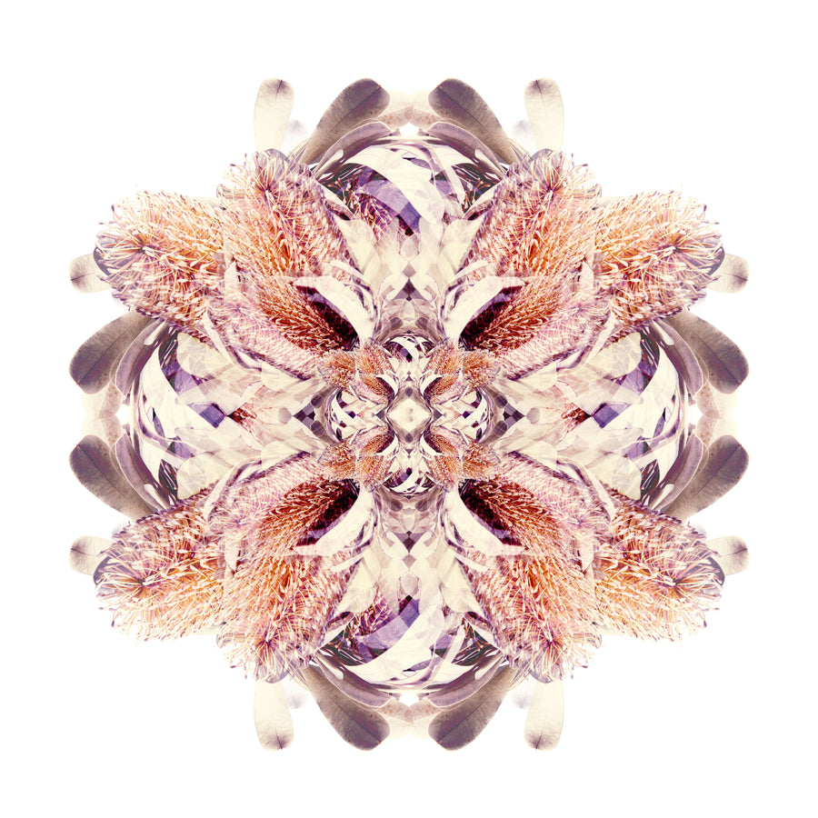 Banksia Flower Mandala Pattern | Paper and Flower | Floral Art Print