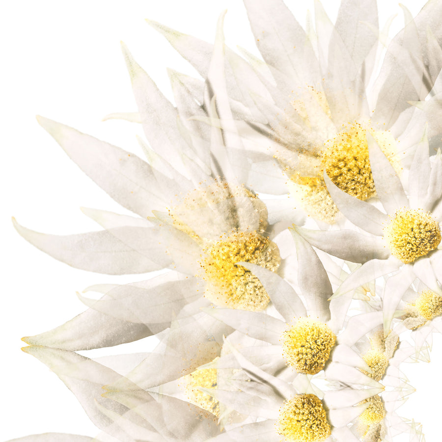 White Flannel Flower | Paper and Flower | Floral Art Print