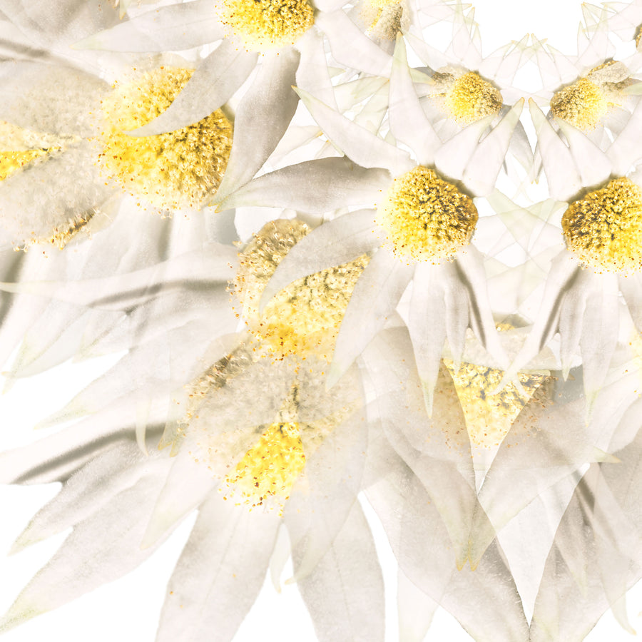 White Flannel Flower | Paper and Flower | Floral Art Print