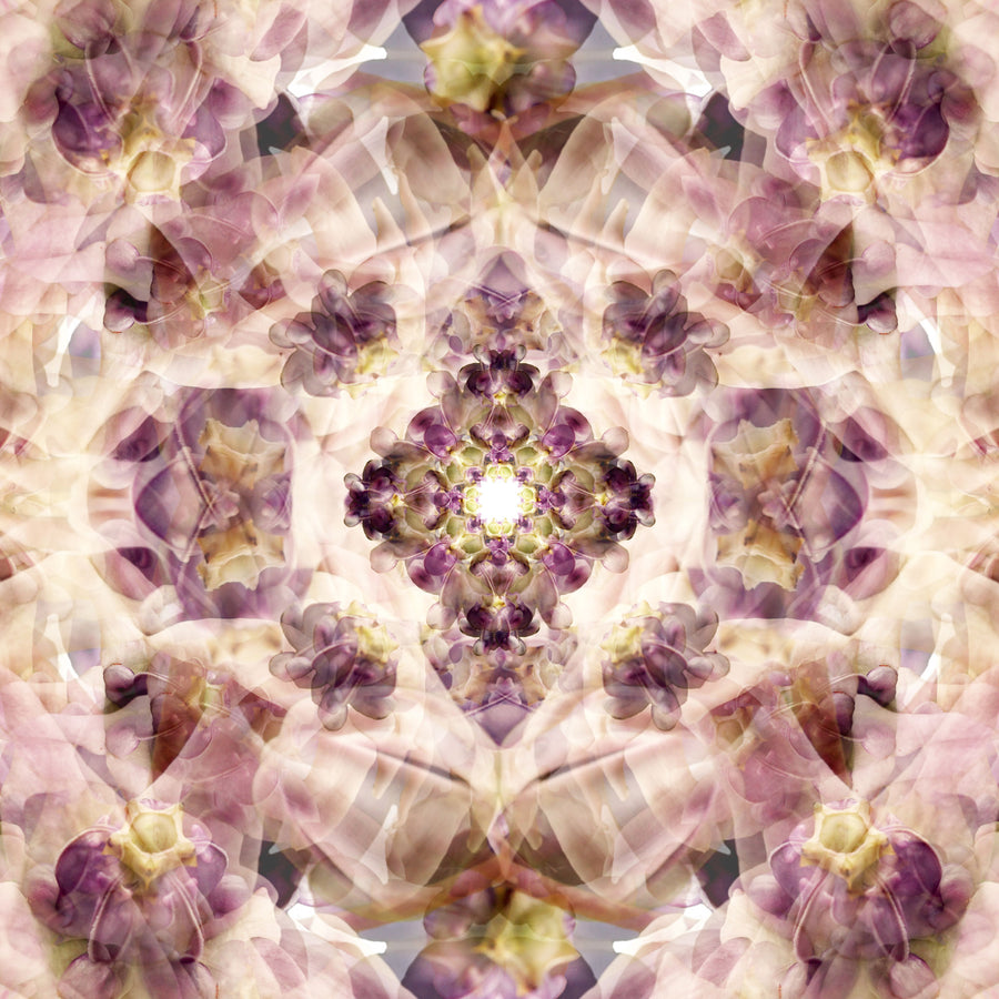 Lilac Wax Flower Mandala Pattern | Paper and Flower | Floral Art Print