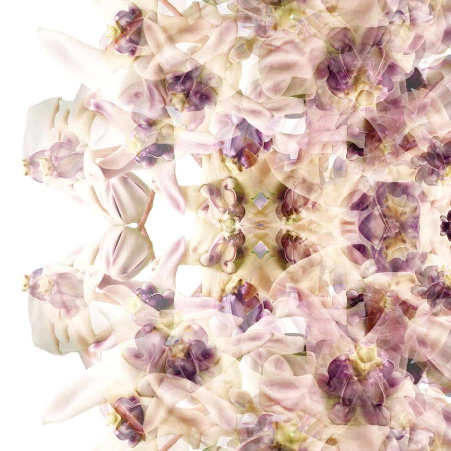 Lilac Wax Flower Mandala Pattern | Paper and Flower | Floral Art Print