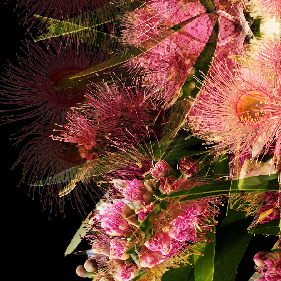 Pink Blossom on Black Fine Art Print