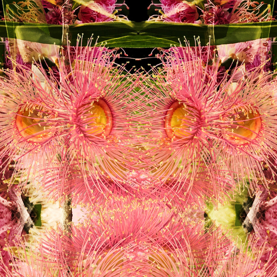 Pink Blossom on Black Fine Art Print