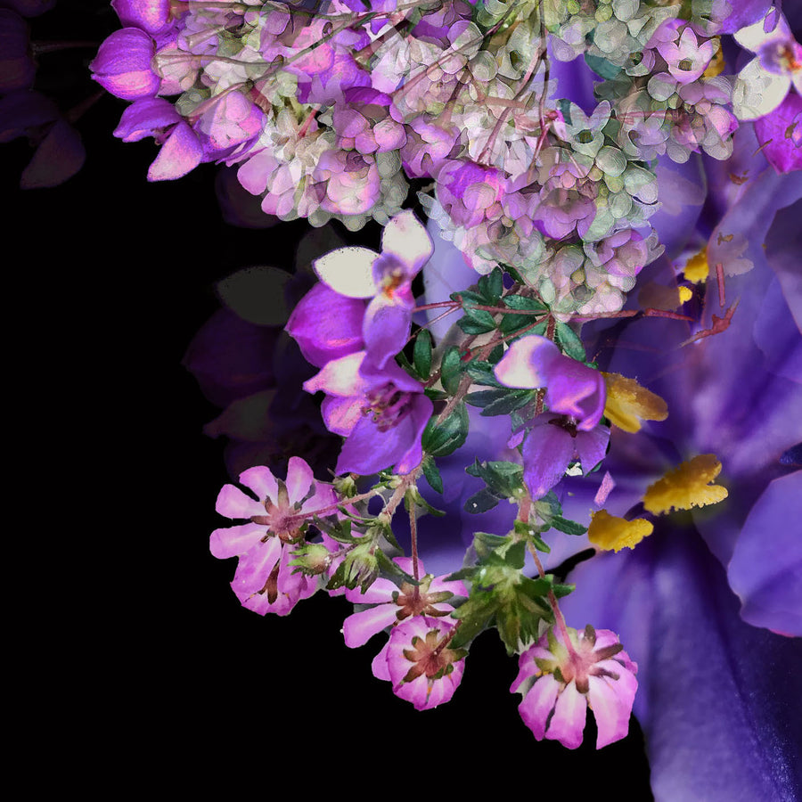 Purple Bells on Black Fine Art Print
