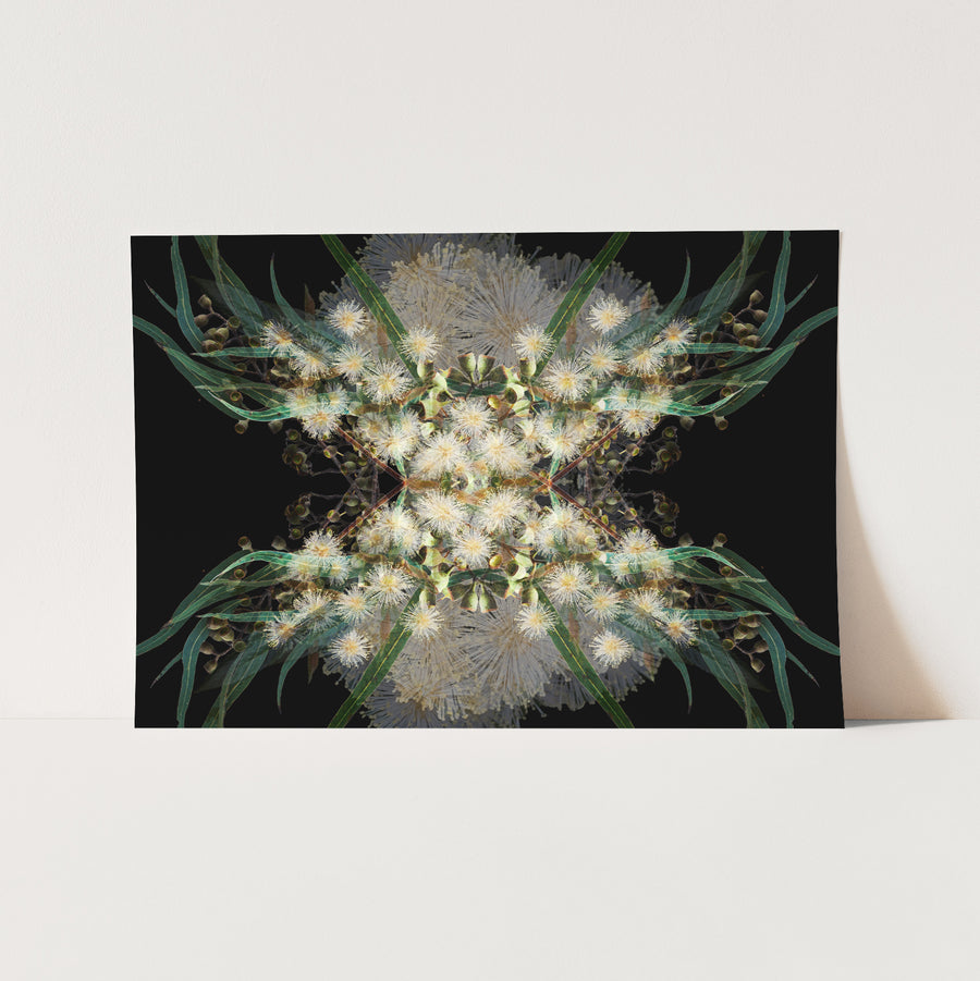 White Gumnut on Black Fine Art Print